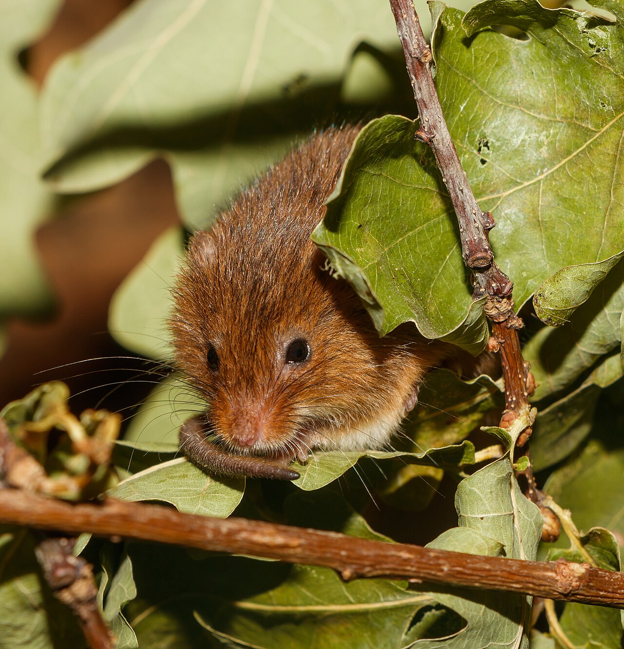 Dreaming of a Mouse in Your House