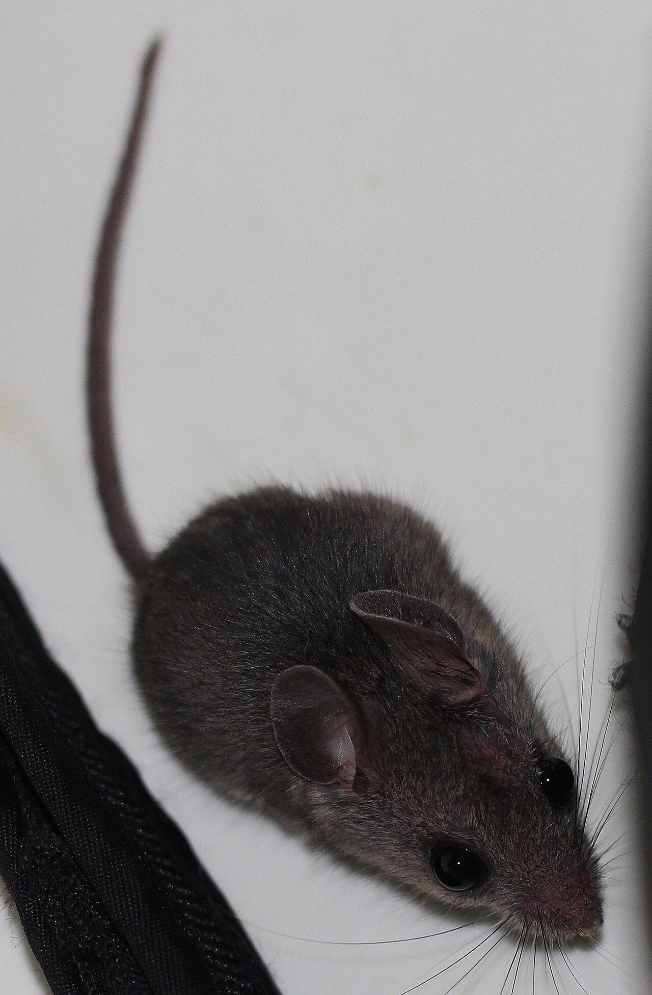 Dreaming of Mice Running Around