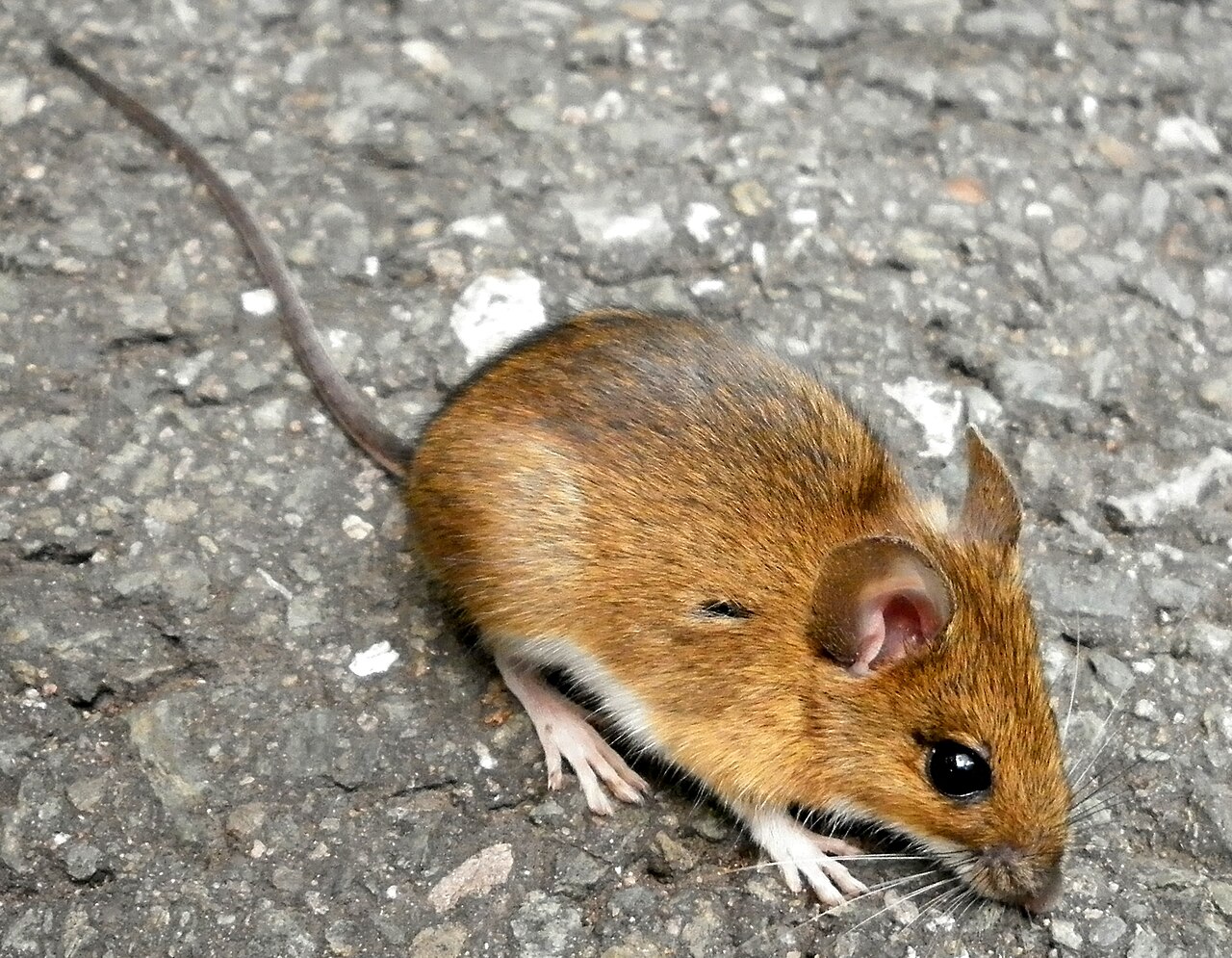 Dreaming of a Black or Grey Mouse