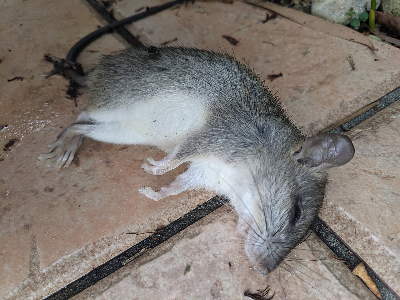 Mouse Sounds: What Squeaks, Chirps and Wall Noises Mean