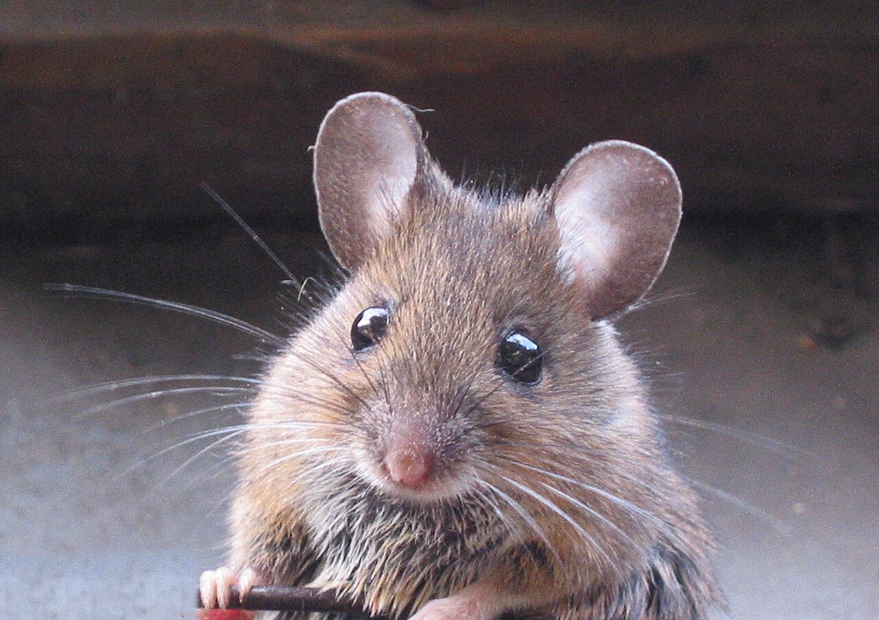 Mouse Symbolism: Spiritual Meaning, Omens and What It Means to See One