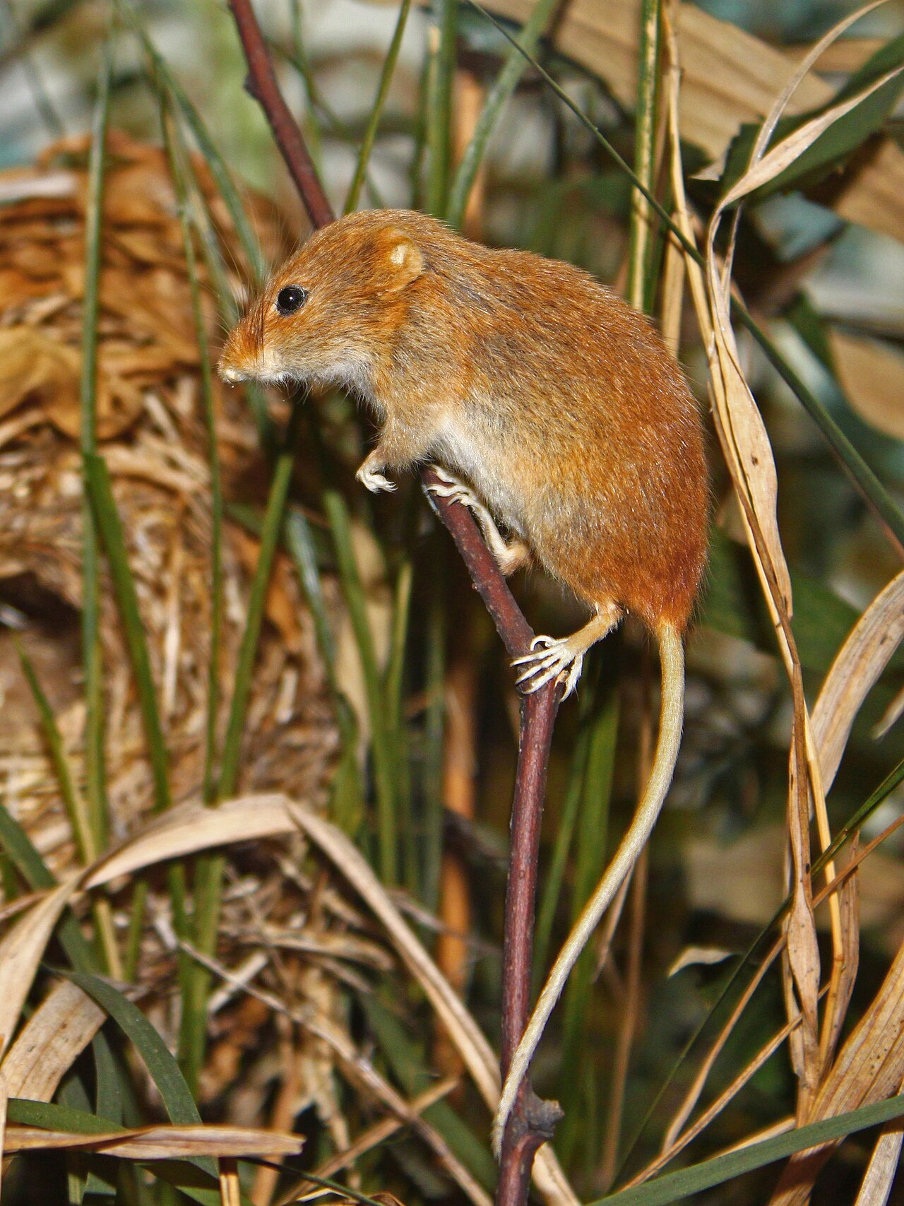Are Mice a Good Omen or a Bad One?