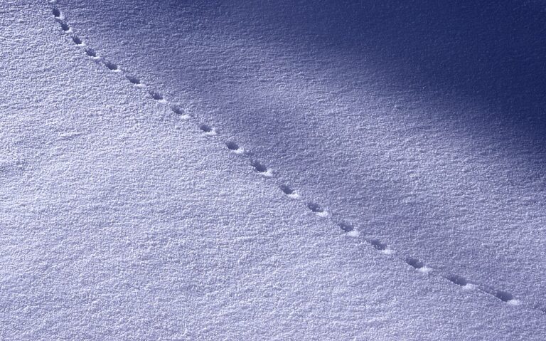 Mouse Tracks: How to Identify Them and Tell Them From Rats