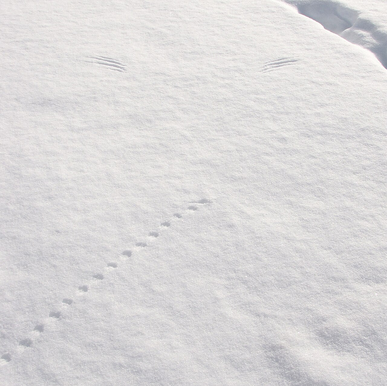 Mouse Footprints in Dust: Tracks Inside the House