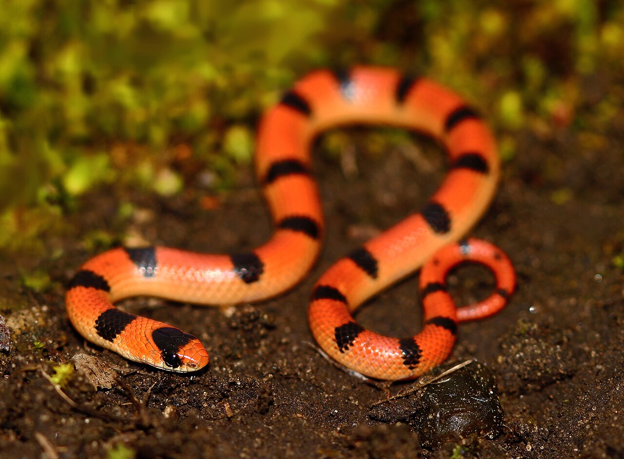Orange Snake Identification: 5 Common US Species and 1 to Avoid