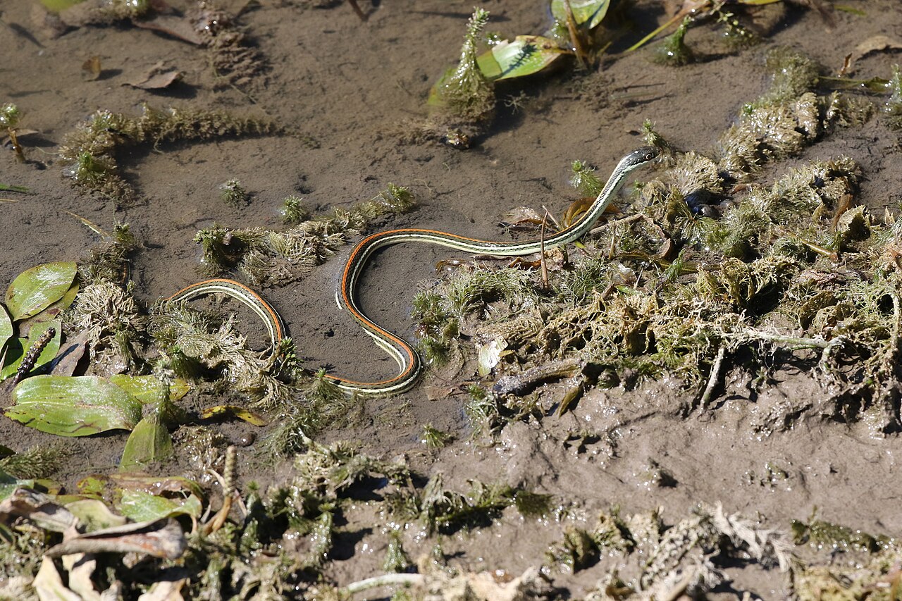Are orange belly snakes poisonous?