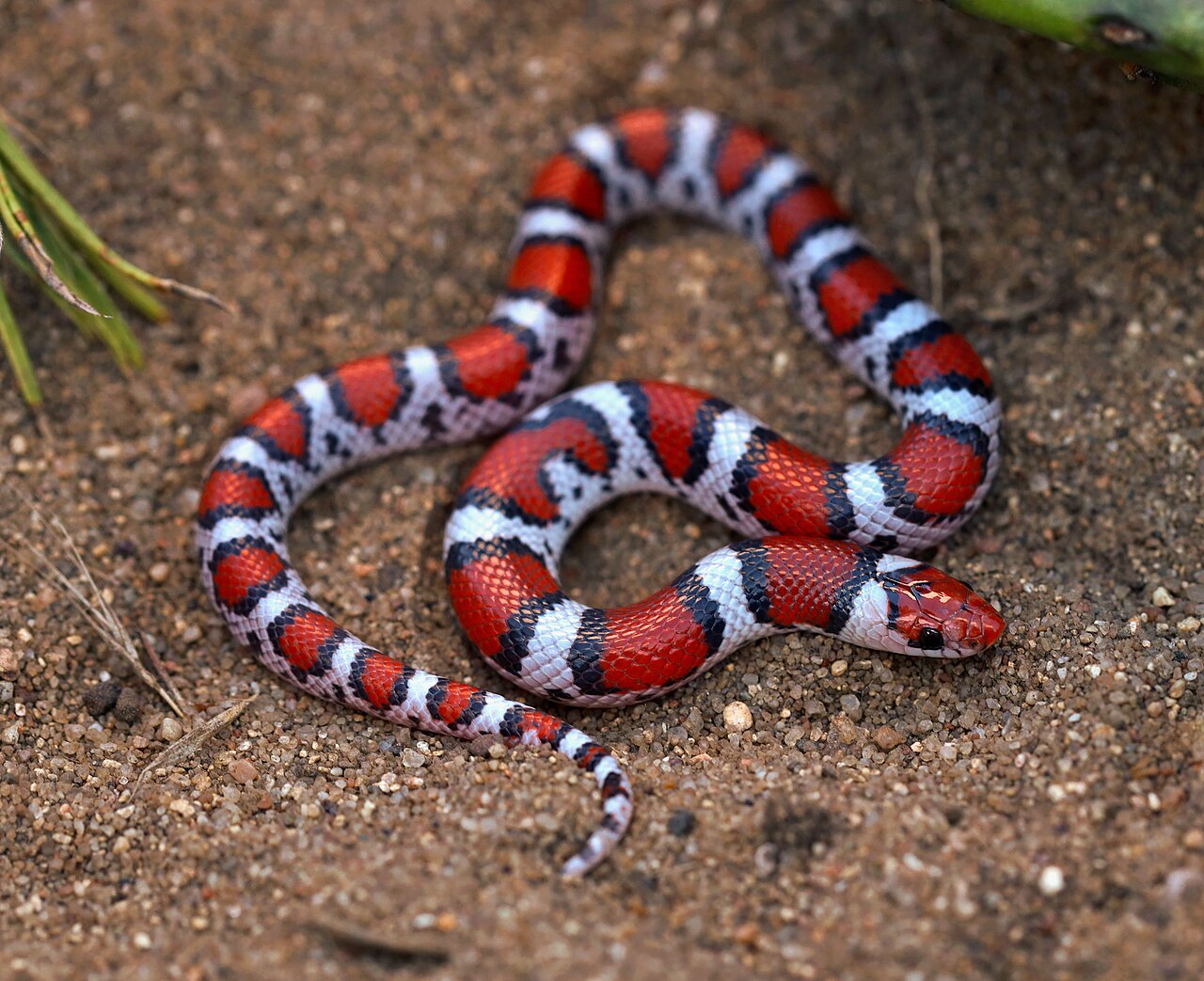 The orange snakes you are most likely to find