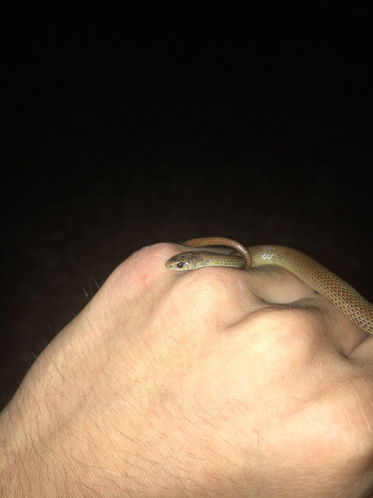 Lookalikes: scarlet kingsnake and coral snake