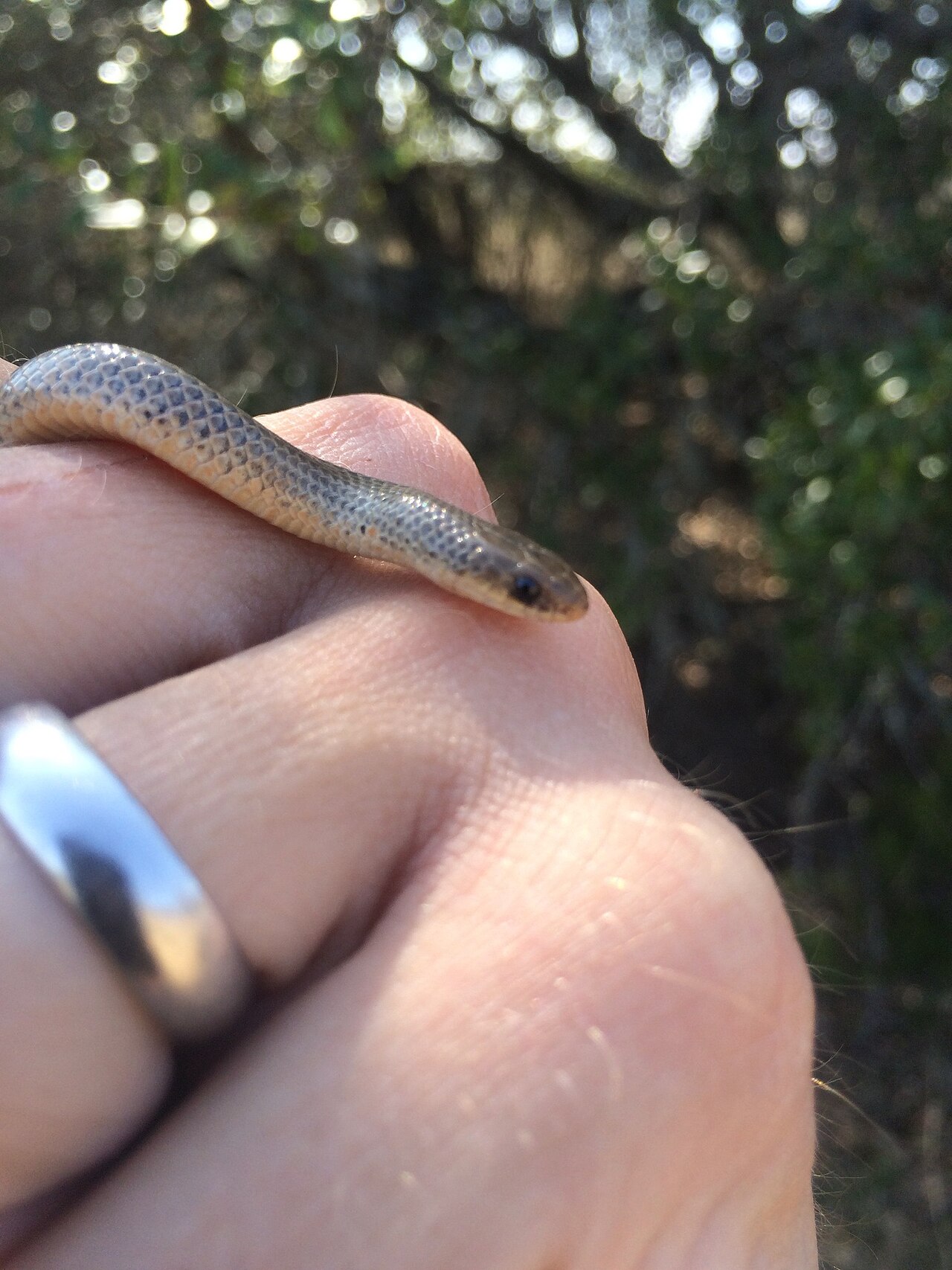 What kind of snake is orange in Florida?