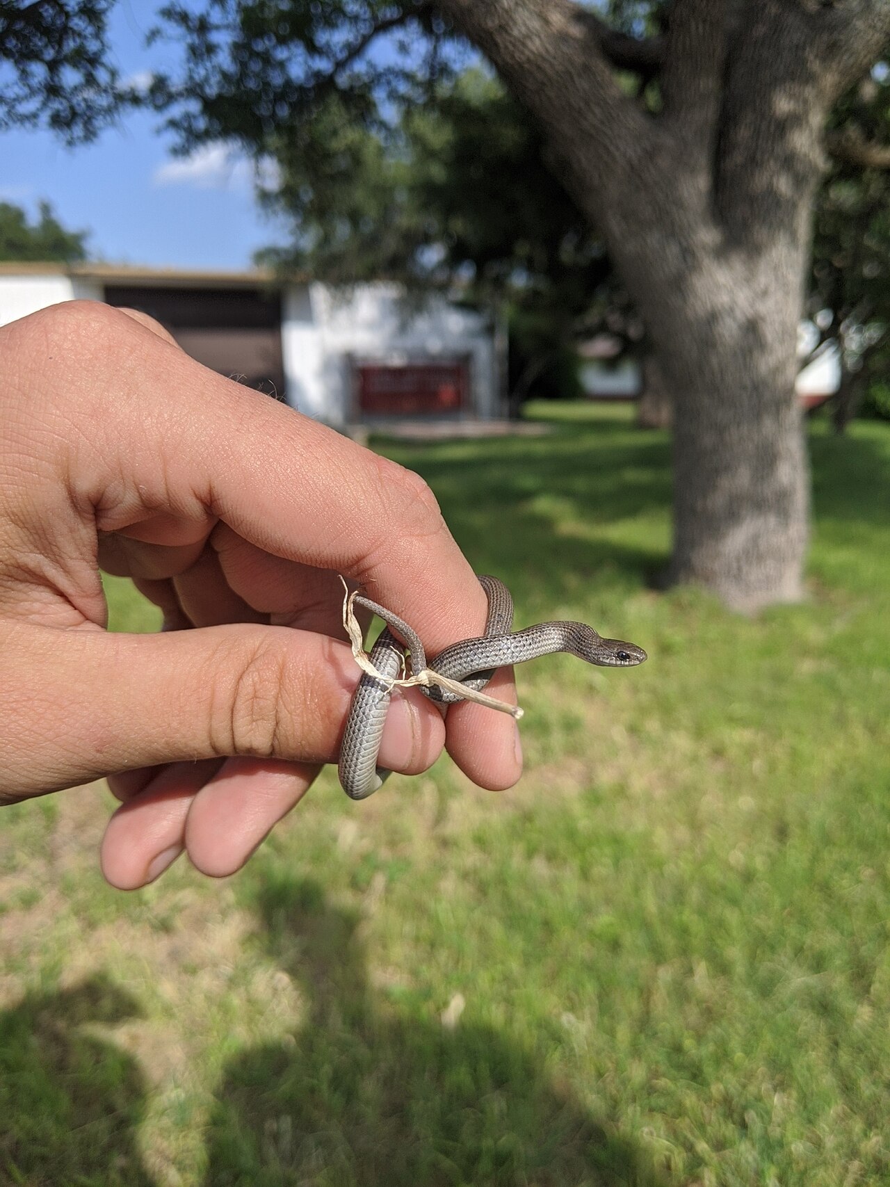 What snakes are orange in Texas?