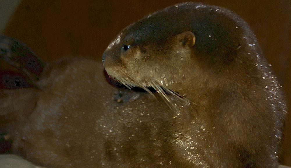 Otter Poop: 7 Signs That Identify Spraint on a Riverbank