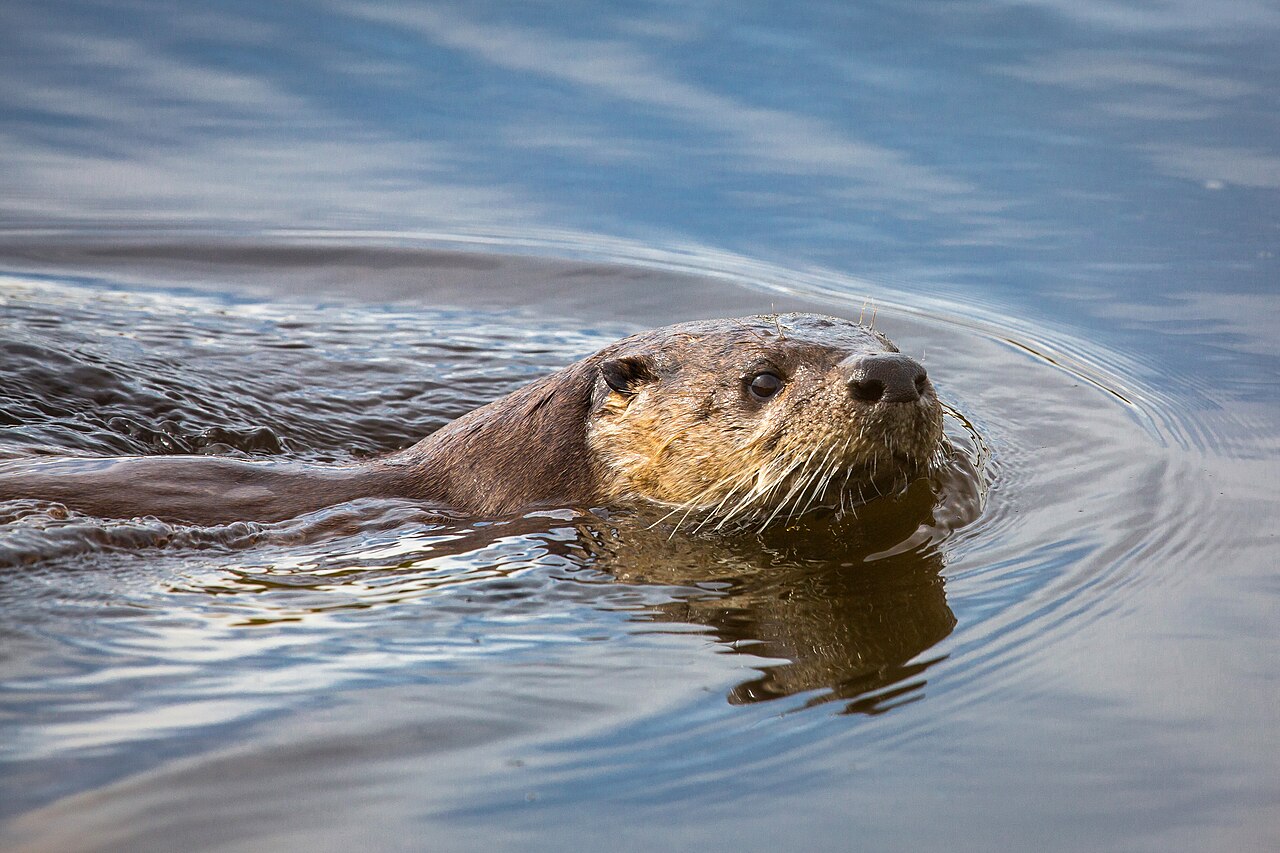 What Are Otter Droppings Called?