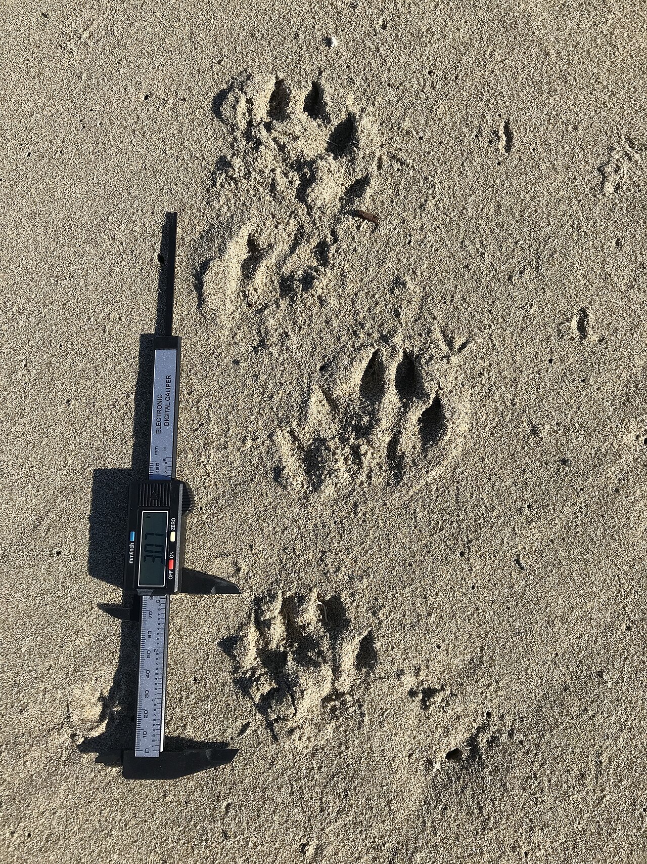 How Big Is Otter Scat?