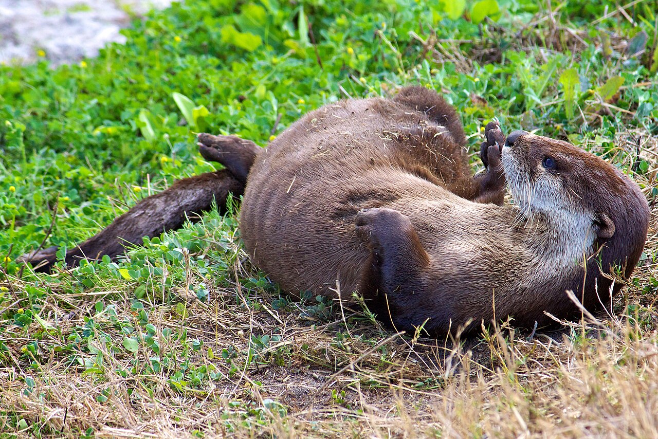 Otter Sounds: 7 Calls and What Each One Means