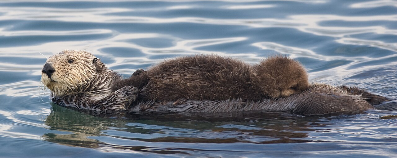 Snorts and Huffs: the Alarm Call