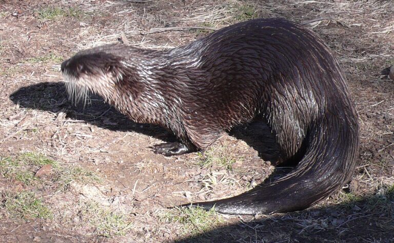Otter Symbolism: Spirit Animal Meaning and Omens Explained