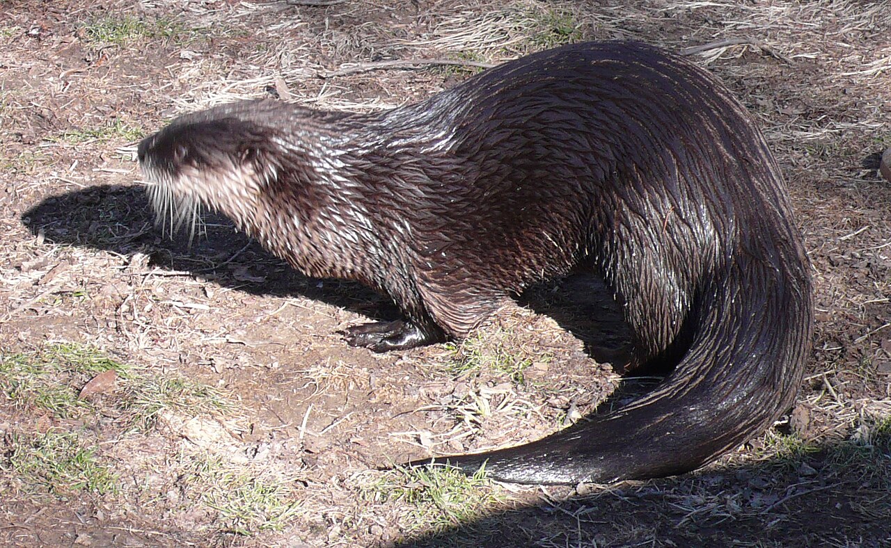 Otter Symbolism: Spirit Animal Meaning and Omens Explained