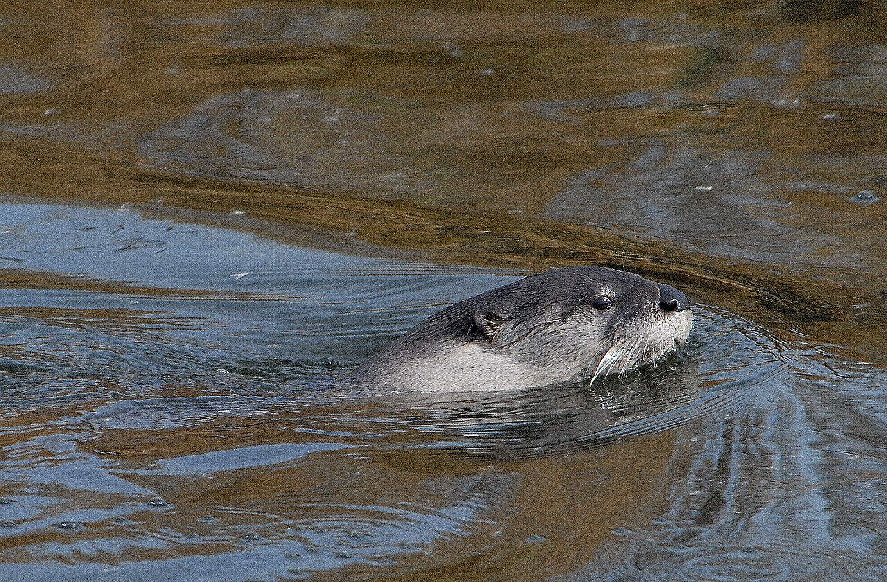 Otter Symbolism Across Traditions