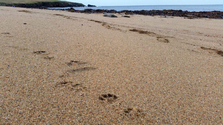 Otter Tracks: 5 Toes, Webbing and the Slide That Proves It