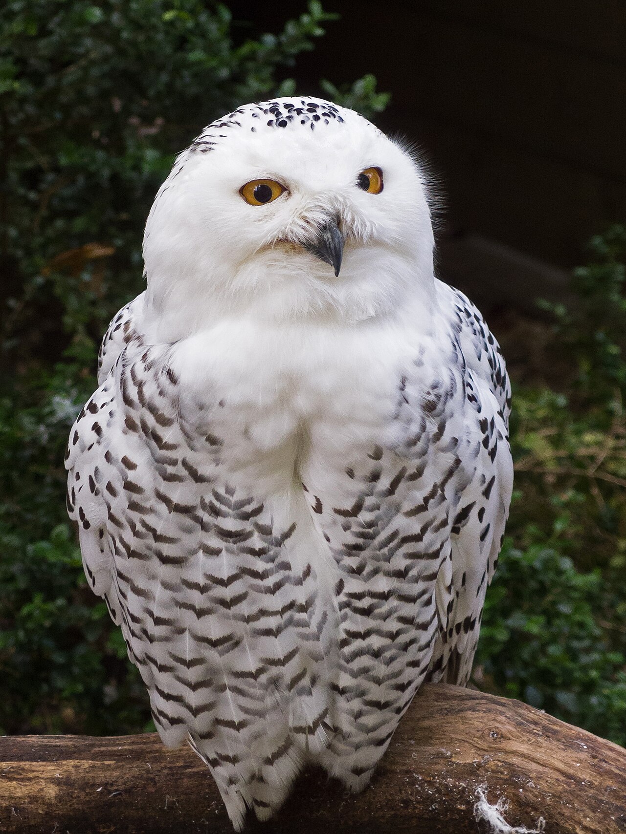 Owl Dream Meaning: What Each Owl Dream Is Said to Signal