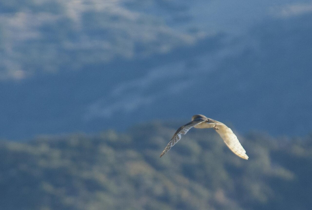 What Is the Spiritual Meaning of Seeing a White Owl at Night?