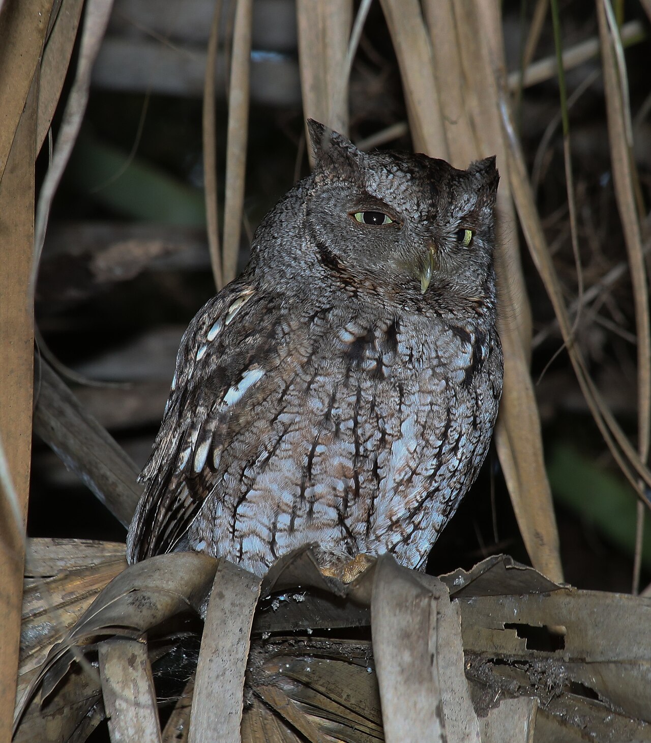 Brown, Black and Red Owls in Dreams