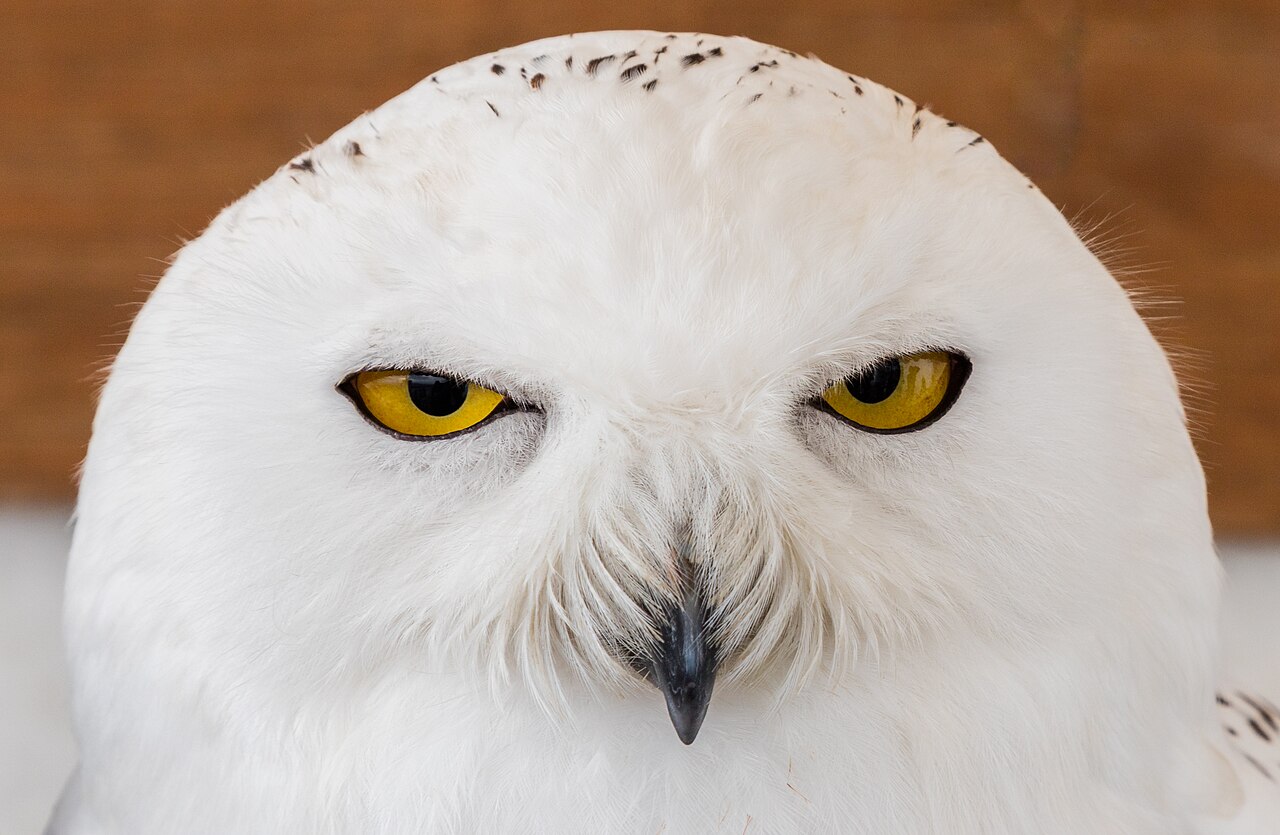 Owls Following You or Flying Toward You