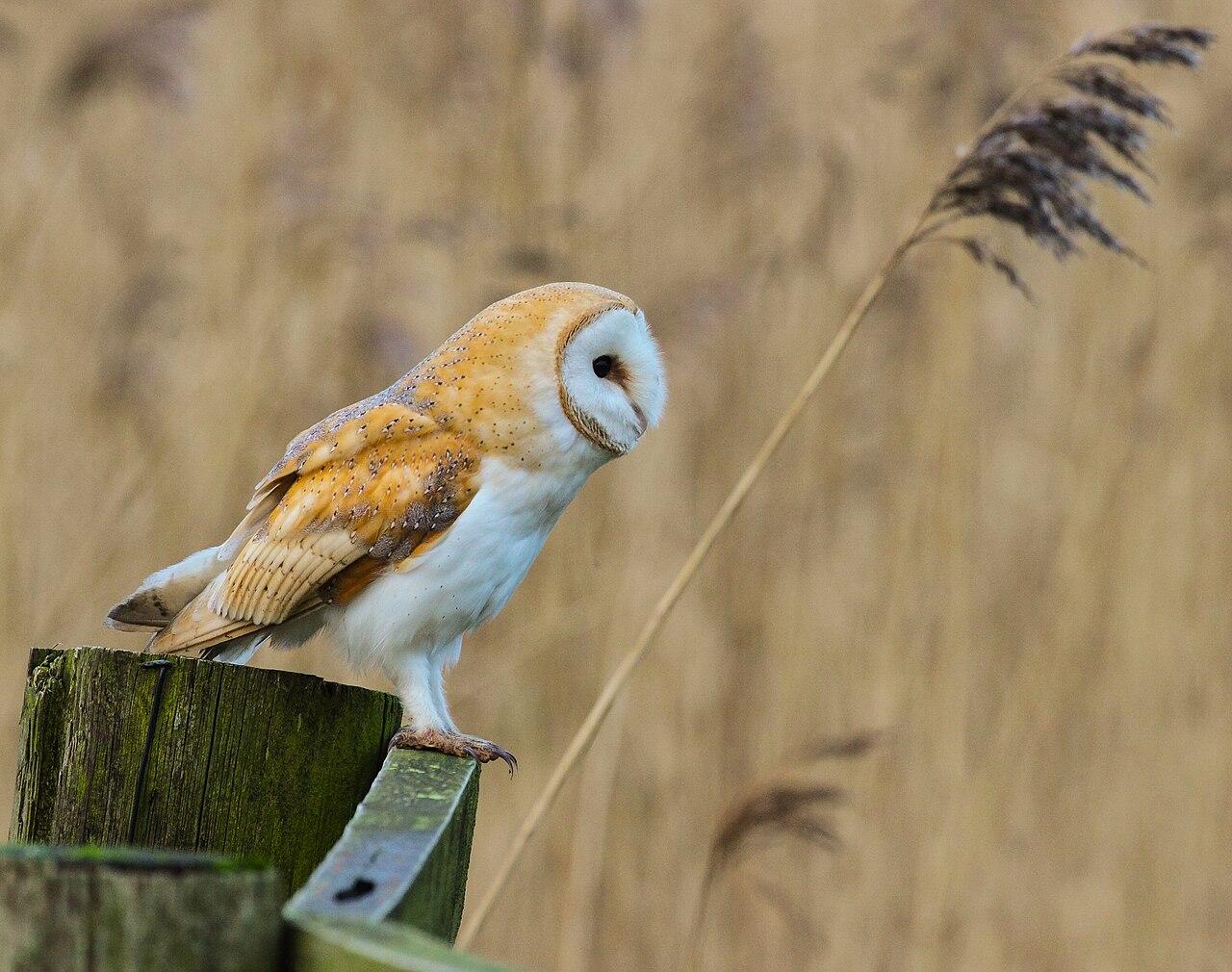 Owl Sounds at Night: 6 Calls and the Owl Behind Each One
