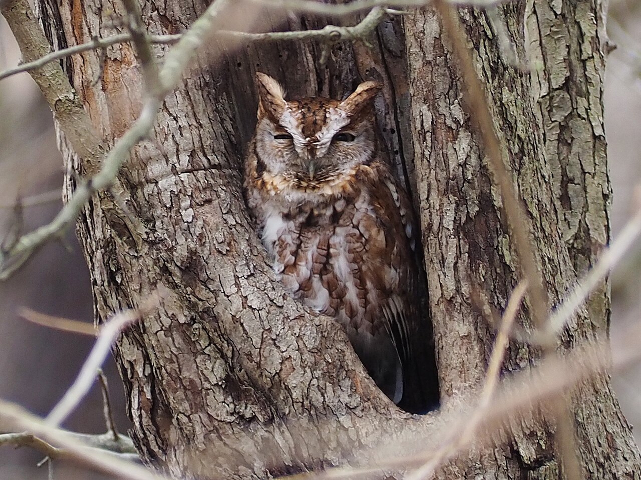 The Territorial Hoot: The Classic Nighttime Call