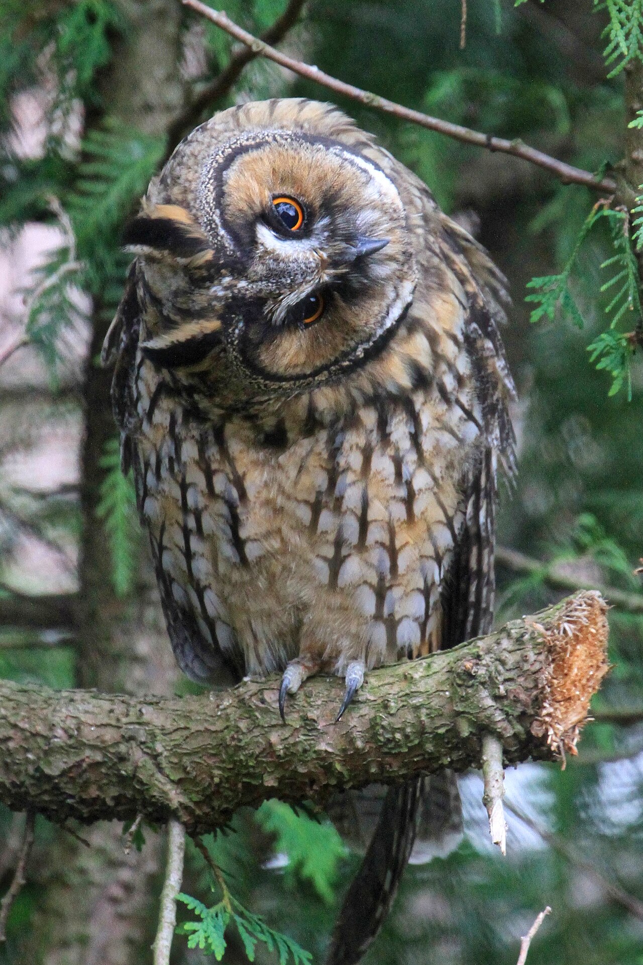 Barred Owl: