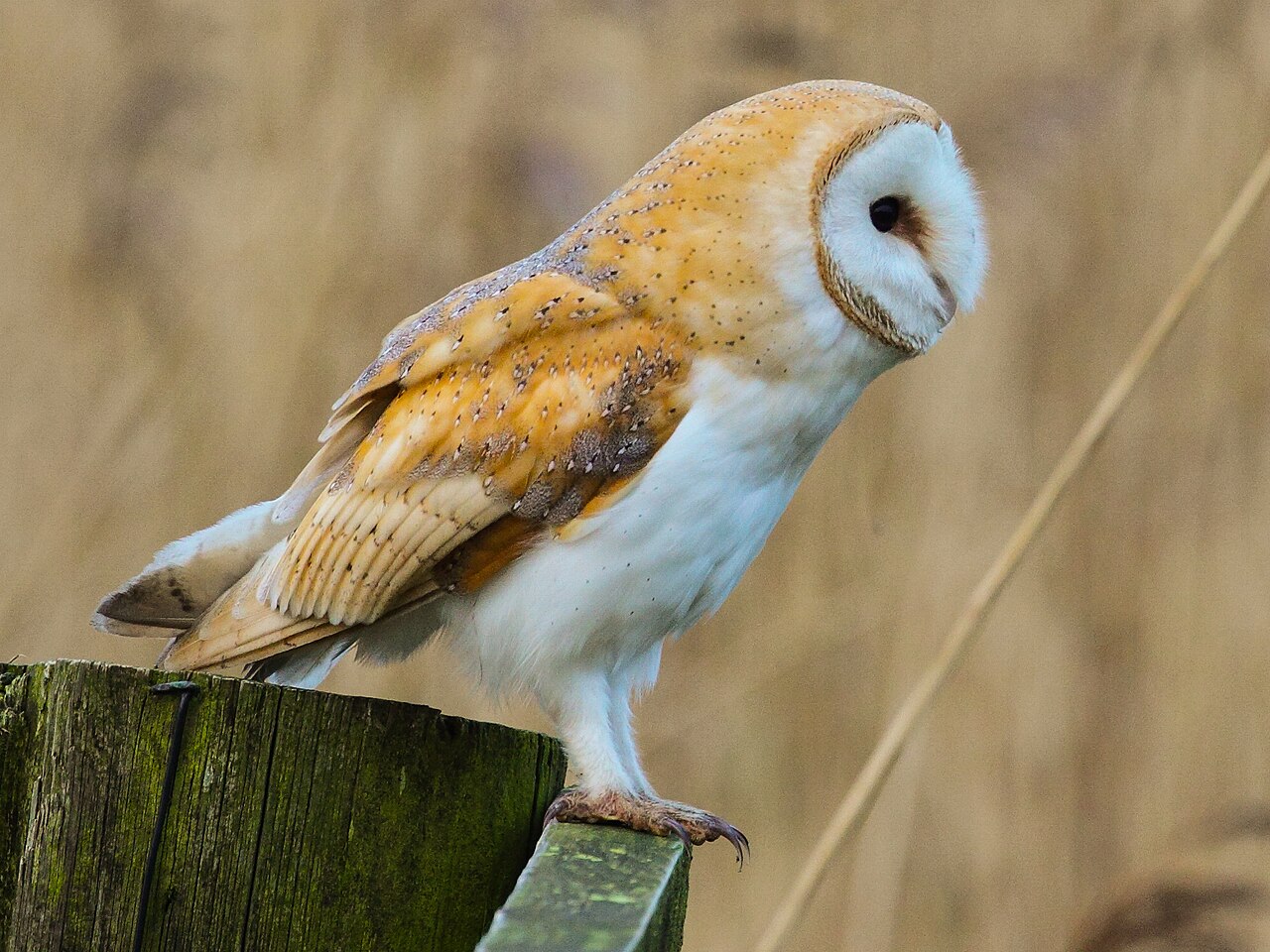 Great Horned Owl: Deep Hoots You Feel More Than Hear