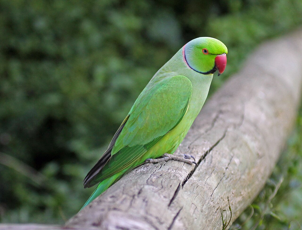 Parakeet Sounds: What Each Call Means and When You Hear It