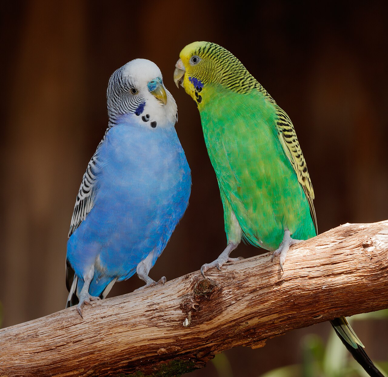 The Contact Call: One Loud Chirp, Over and Over