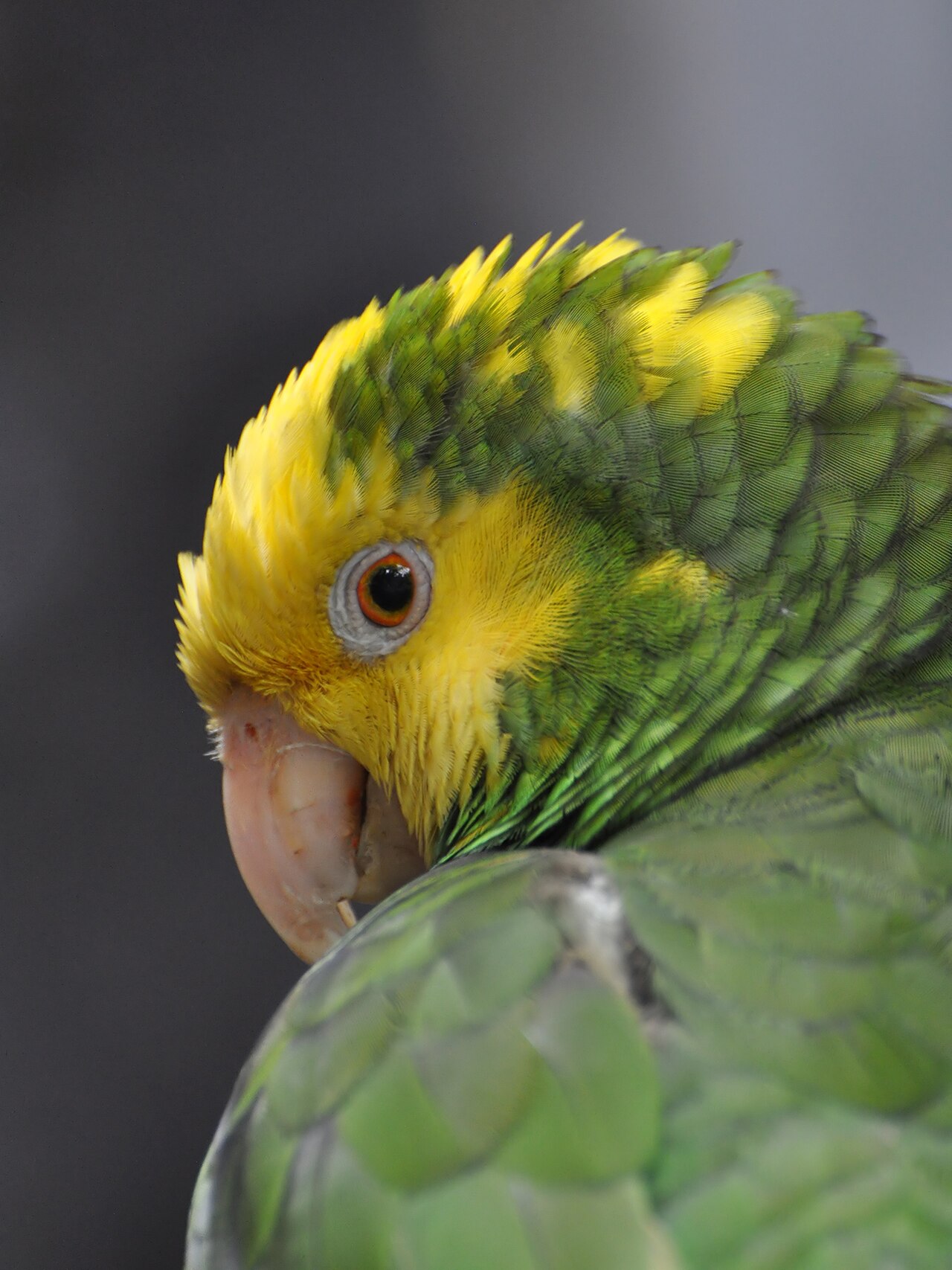 Parrot Symbolism: What Seeing One Means in 6 Traditions