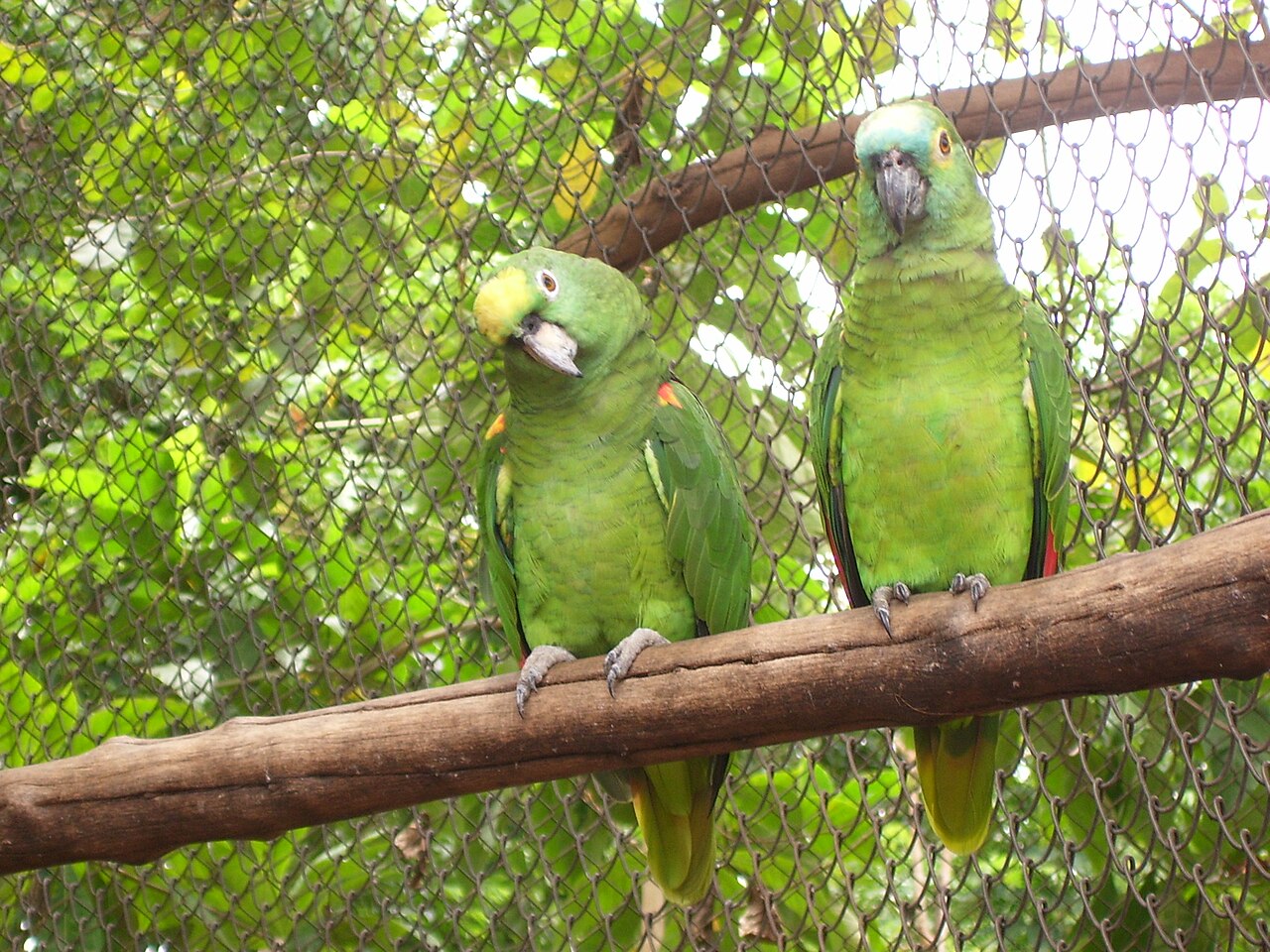 Is Seeing a Parrot Good Luck?