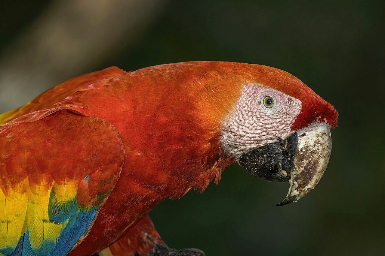 Parrot Symbolism in Native American Traditions