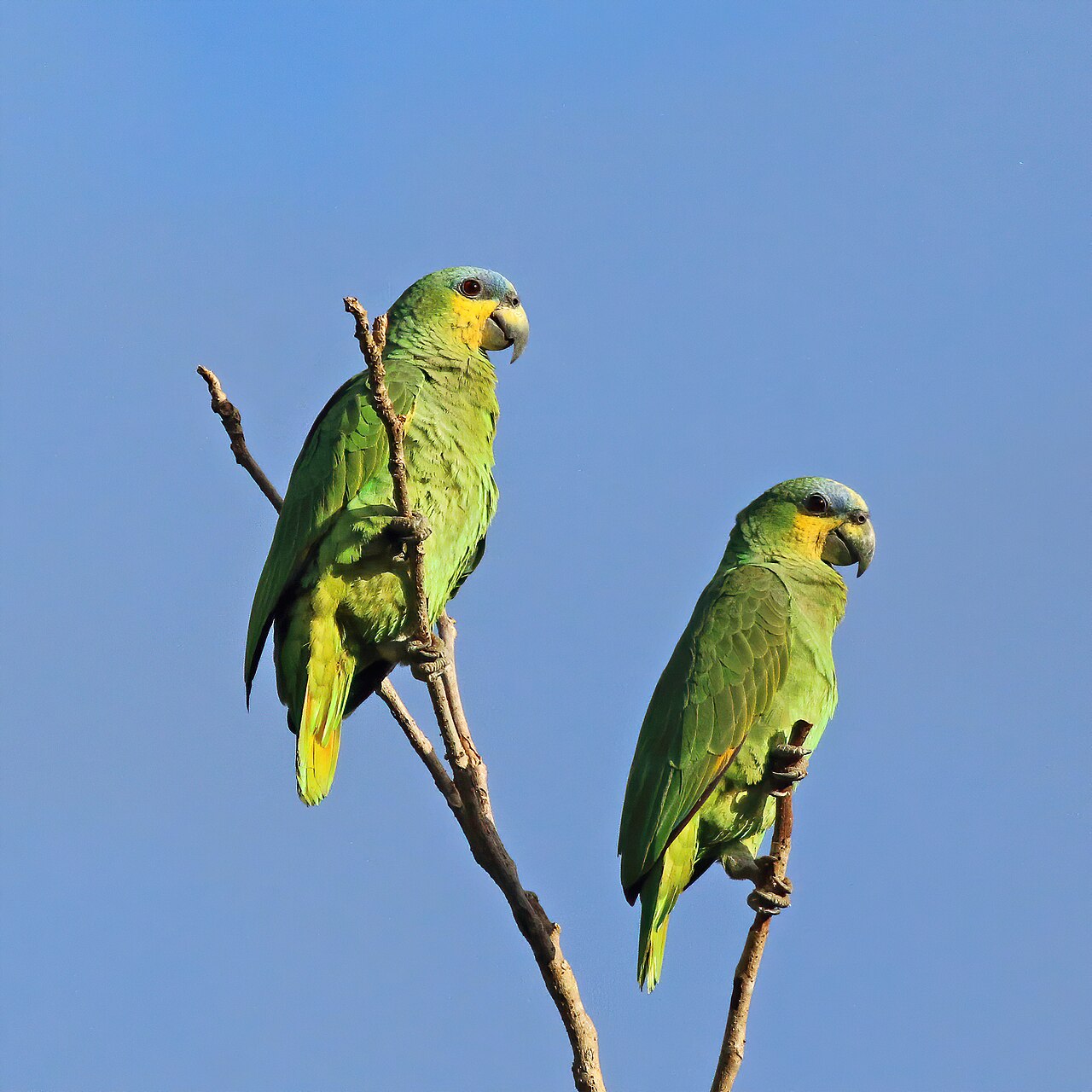 Parrot Meaning in Christian and Biblical Thought