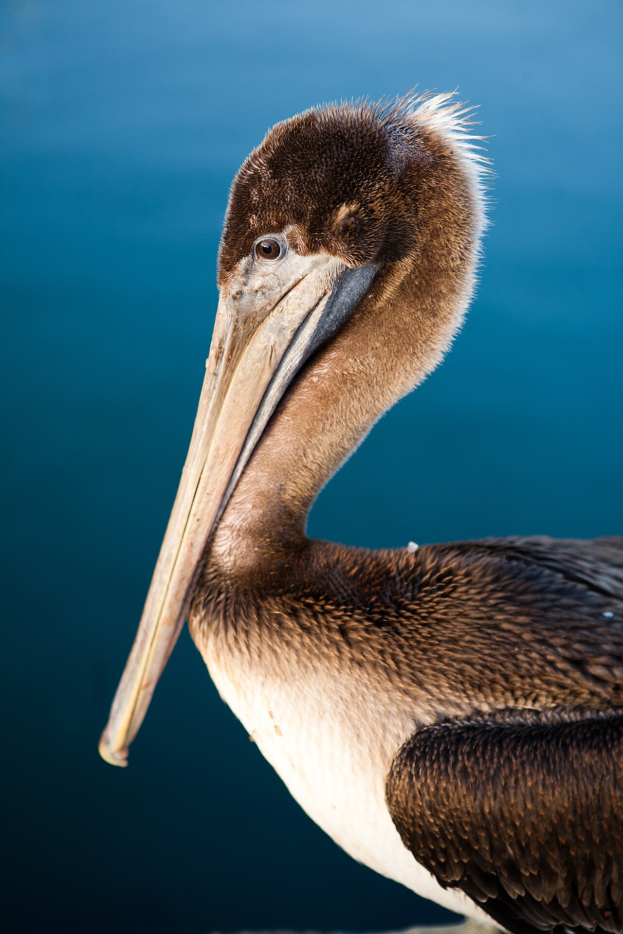 Pelican Symbolism: What Seeing One Means in 5 Traditions