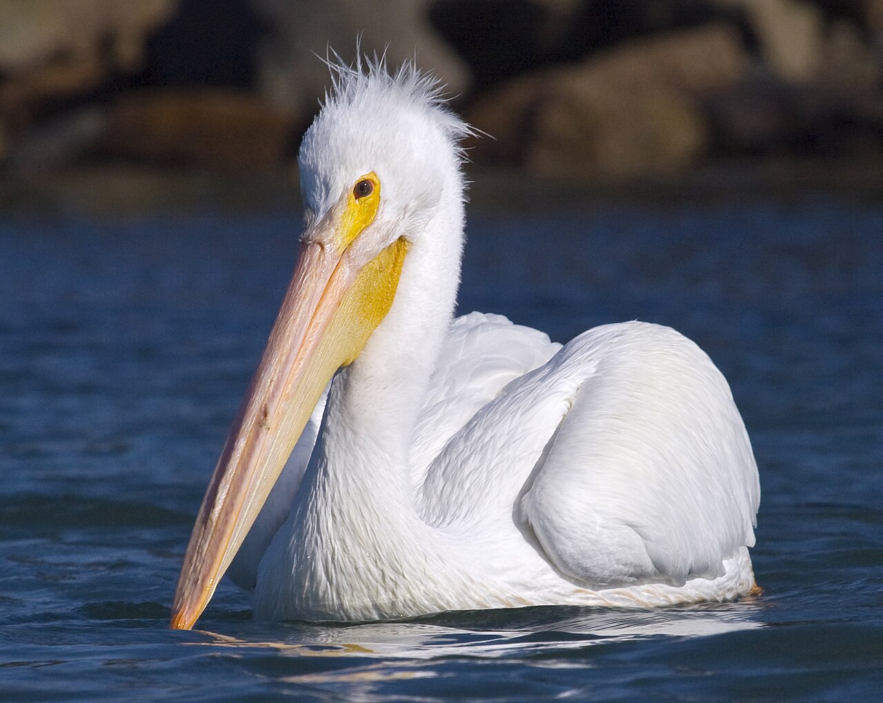 Pelican Symbolism by Situation