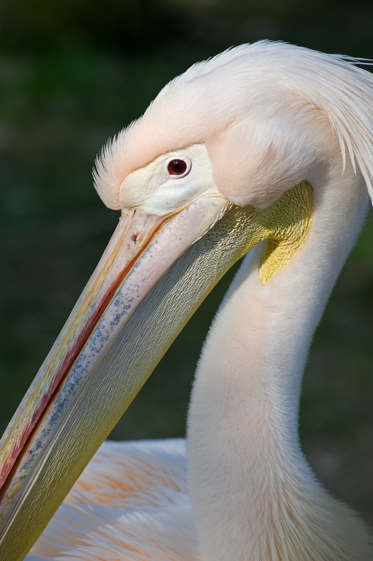 Pelican Symbolism in Christianity and What the Bible Says