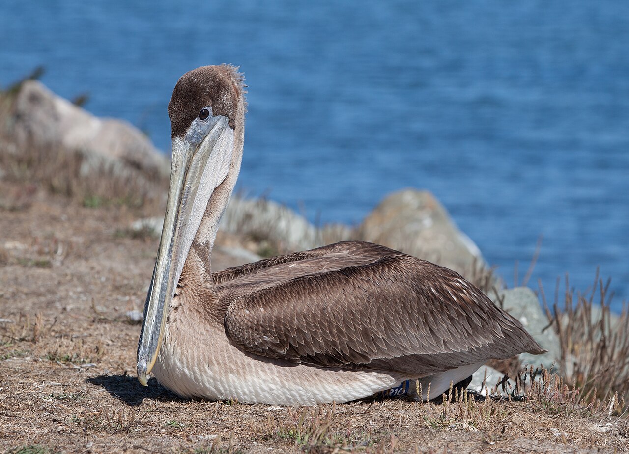 Why Is Jesus Referred to as a Pelican?