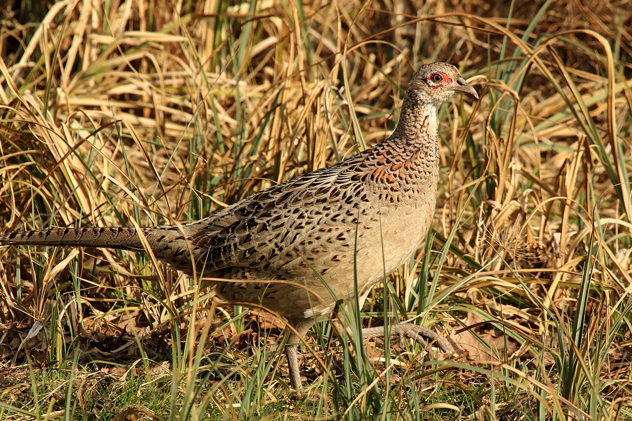 Pheasant Sounds: 6 Calls and What Each One Means