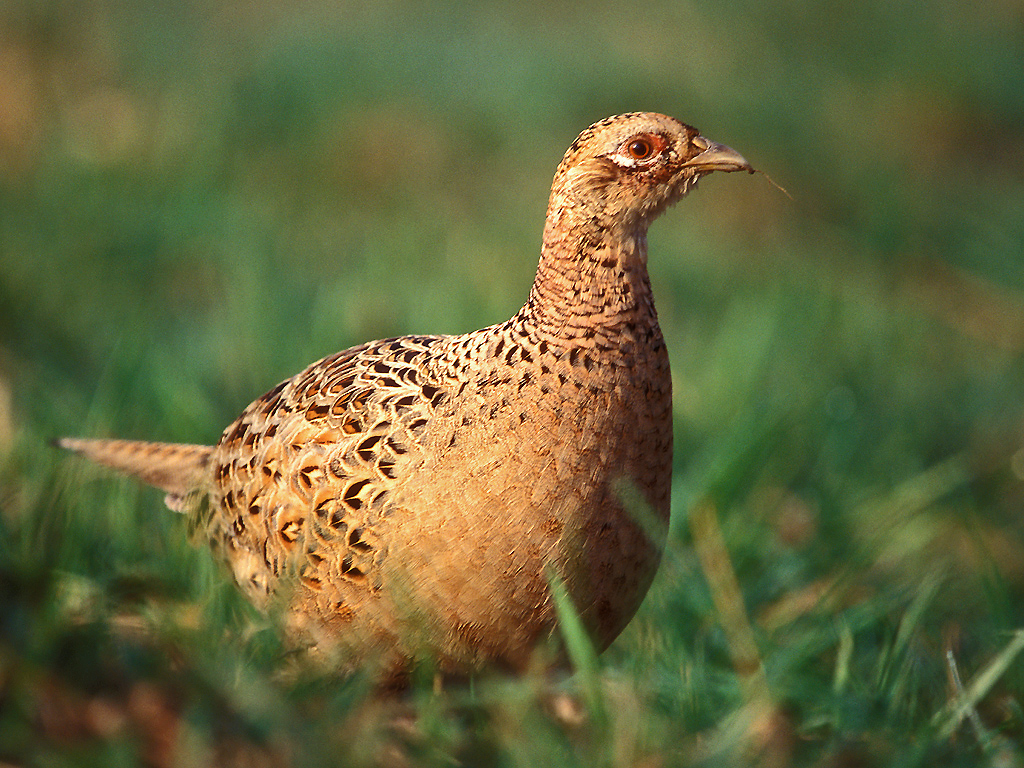 What Noise Do Pheasants Make When Flushed?