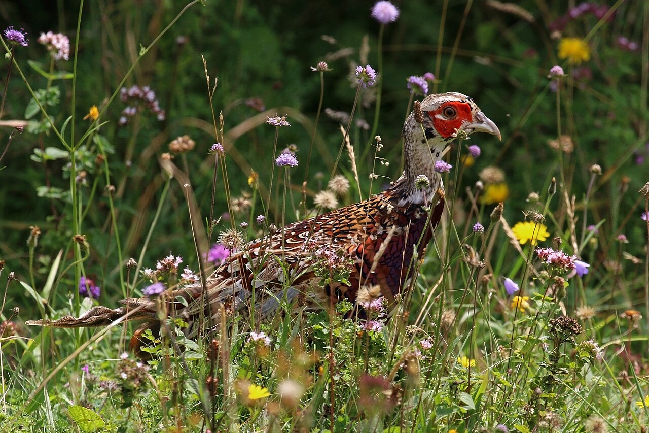 Pheasant Alarm Calls on the Ground