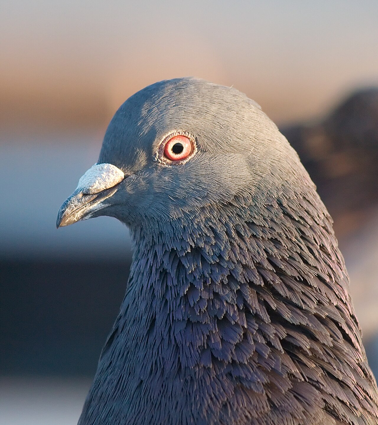 Pigeon Poop: What It Looks Like and Is It Dangerous?