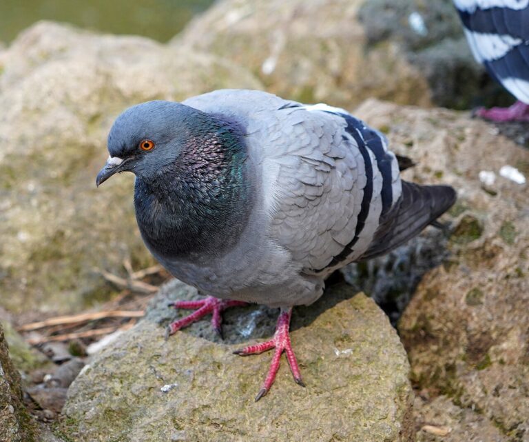 Pigeon Symbolism: Spiritual Meaning, Omens and What Seeing One Means