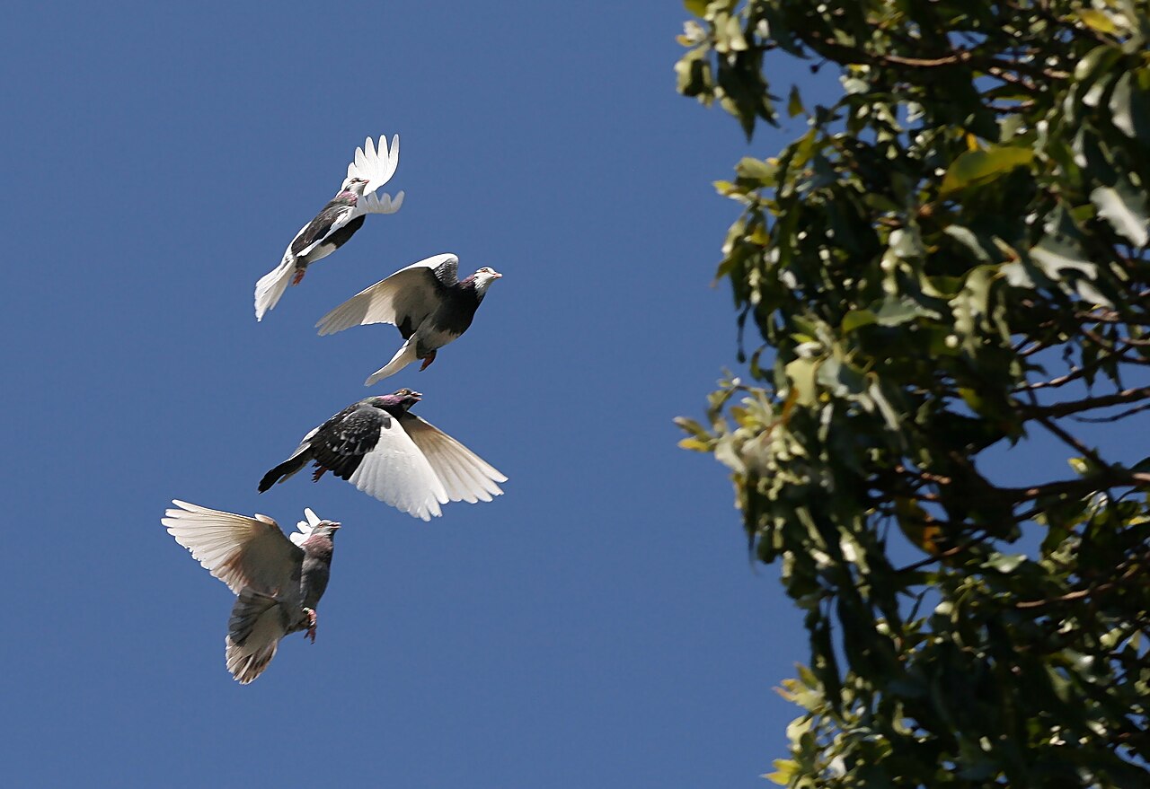 What Does It Mean if a Pigeon Visits You?