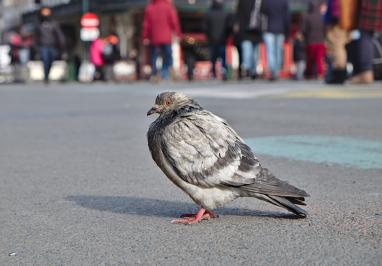 What Does God Say About Pigeons in the Bible?