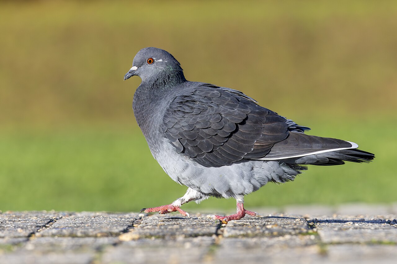 Pigeon Symbolism in East Asian and South Asian Traditions