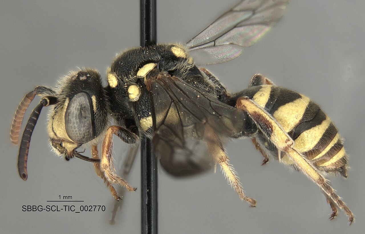 Is a Pink Bee Dangerous? Sting and Bite Risk First
